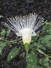 Capparis sandwichiana
