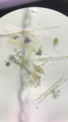 Fragilaria