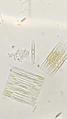 Fragilaria