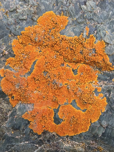 Puikioji geltonkerpė nuotrauka