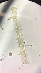 Fragilaria