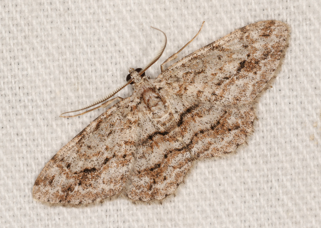 Didymoctenia