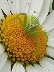Heriaeus