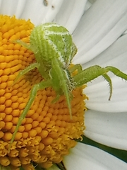 Heriaeus
