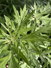 Artemisia vulgaris