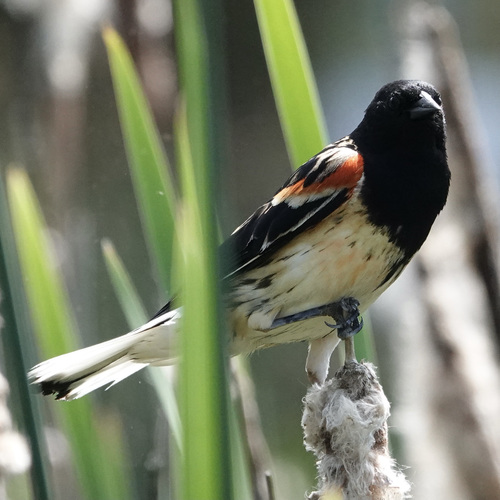 Red-winged Blackbird (Agelaius phoeniceus), photo 9