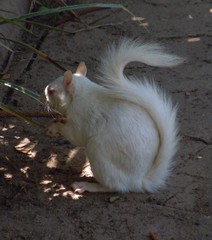 Sciurus carolinensis