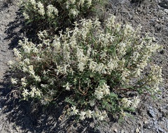 Astragalus pattersonii
