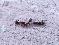 Formica rufibarbis