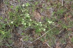 Cyperus seslerioides