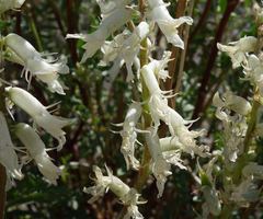 Astragalus pattersonii