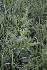Cichorium intybus