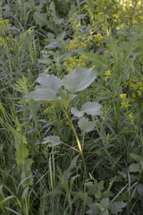 Cyclachaena xanthiifolia