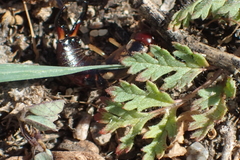 Forficula auricularia