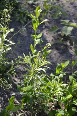 Lepidium densiflorum