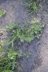 Artemisia absinthium
