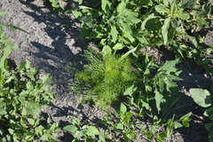 Tripleurospermum inodorum