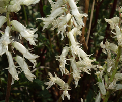 Astragalus pattersonii