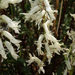 Astragalus pattersonii - Photo 由 FrontRangeWildflowers 所上傳的 (c) FrontRangeWildflowers，保留部份權利CC BY-NC