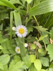 Erigeron