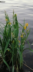 Iris pseudacorus