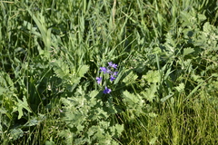 Delphinium consolida