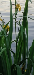 Iris pseudacorus
