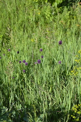 Allium rotundum