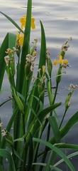 Iris pseudacorus