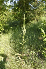 Rumex crispus