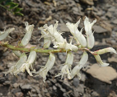Astragalus pattersonii