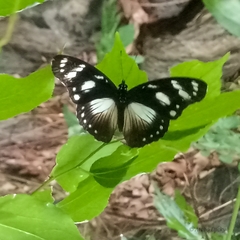 Hypolimnas anthedon anthedon