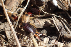 Forficula auricularia