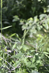 Elymus repens