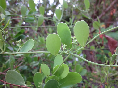 Struthanthus cassythoides