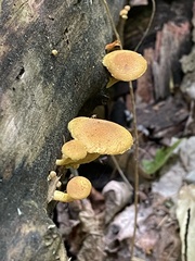 Pholiota subsulphurea
