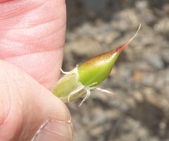 Astragalus pattersonii