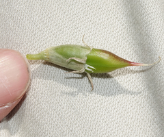 Astragalus pattersonii