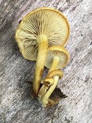 Pholiota subsulphurea