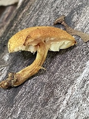 Pholiota subsulphurea