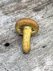 Pholiota subsulphurea