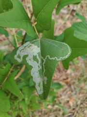 Image of Liriomyza schmidti