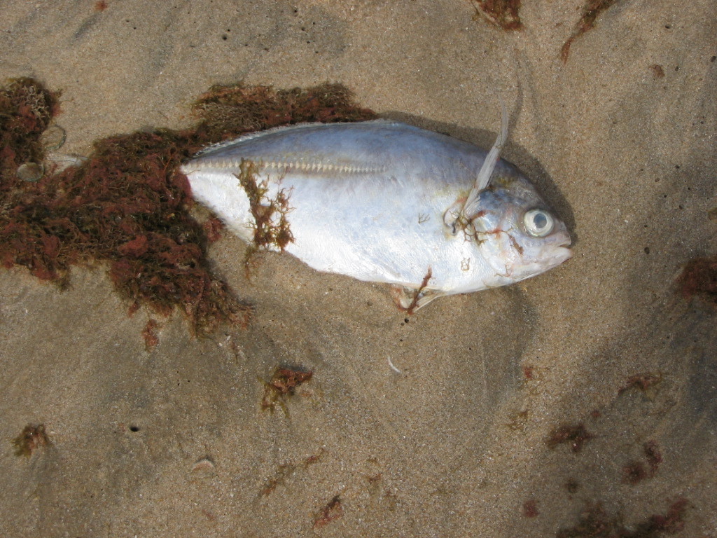 Bicolor jack (Hemicaranx bicolor) — Carangidae