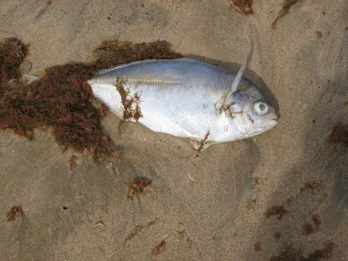 Bicolor jack (Hemicaranx bicolor) — Carangidae