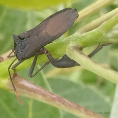 Anoplocnemis curvipes