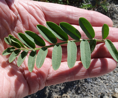 Astragalus pattersonii