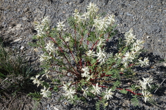 Astragalus pattersonii