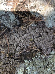 Dermatocarpon muhlenbergii