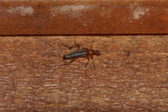 Cephaloon lepturides