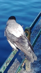 Corvus cornix